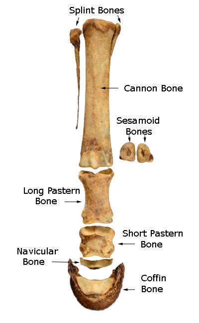 There Are Nine Distal Limb Bones In 2024 Horse Anatomy Horse Health