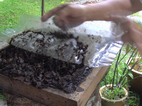 310 x 165 jpeg 14 кб. Kebun Kelulut AMS Stingless Bee Farm: AMS Stingless Bee ...