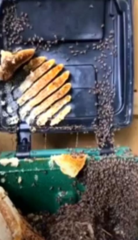 Beekeeper Explains Exactly The Role Bees Play In Our Groceries Inner