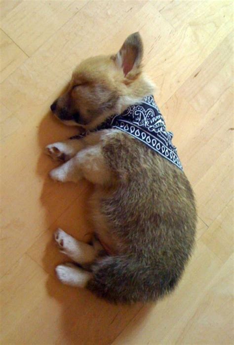 Look at that pile of corgi puppy adorableness. Sleeping Corgi Puppy