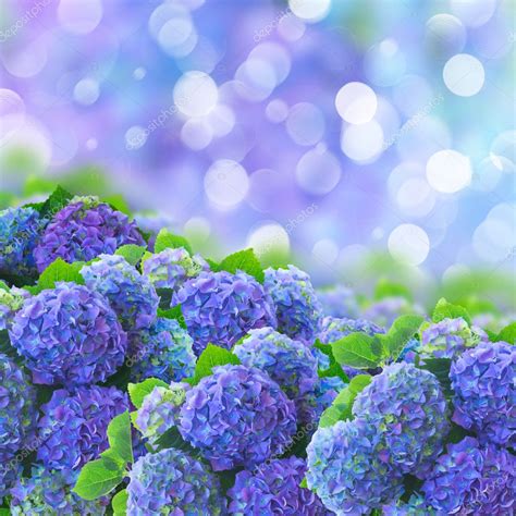 Blue Hortensia Flowers Stock Photo By ©neirfys 44523875