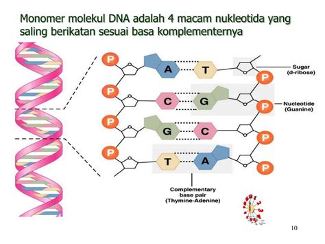 Gambar Model Molekul Nukleotida Diagram Struktur Dna Satu Rangkaian