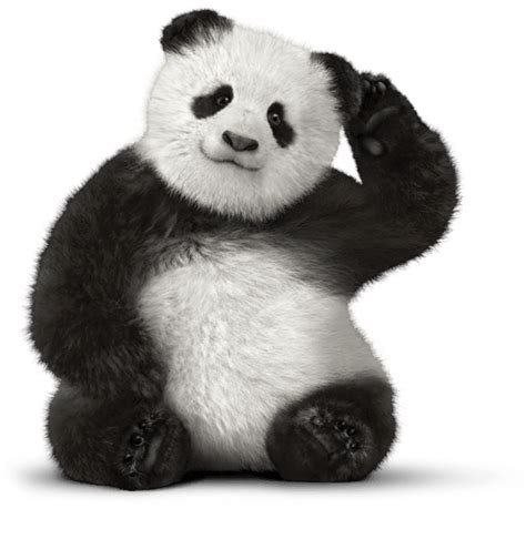 Giant Panda Bear Red Panda Telus Customer Service Bear Png Download