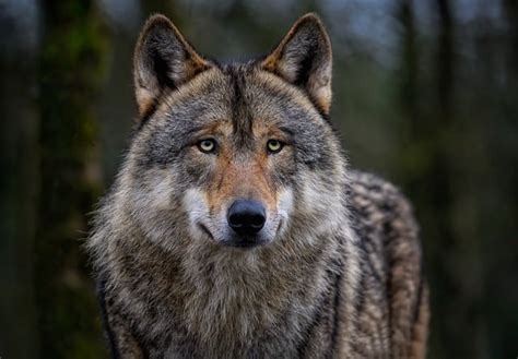 3000 Free Wolf And Nature Photos Pixabay