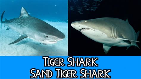 Tiger Shark Sand Tiger Shark The Differences Youtube