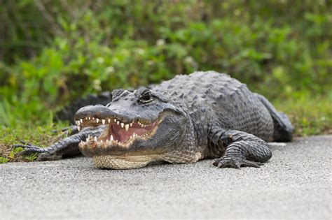 Florida Man Bitten By Seven Foot Alligator In Middle Of The Night