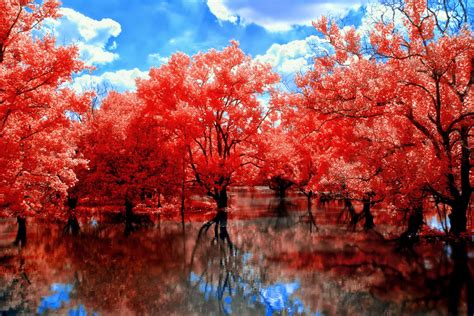 Download Red Tree Wallpaper