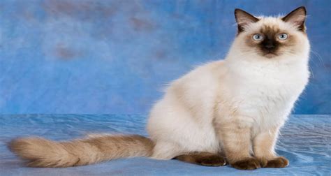 I have 4 purebred persian kittens for sale. Ragdoll Kittens for Sale in Chicago, Illinois Midwest ...