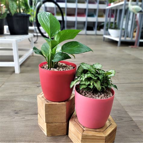 Всего desk plant выпустила 1 игру. Set of 2 Desk Plants | TheGreenyard.in