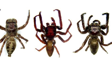 Sex Organs Reveal New Jumping Spider Species In The Philippines