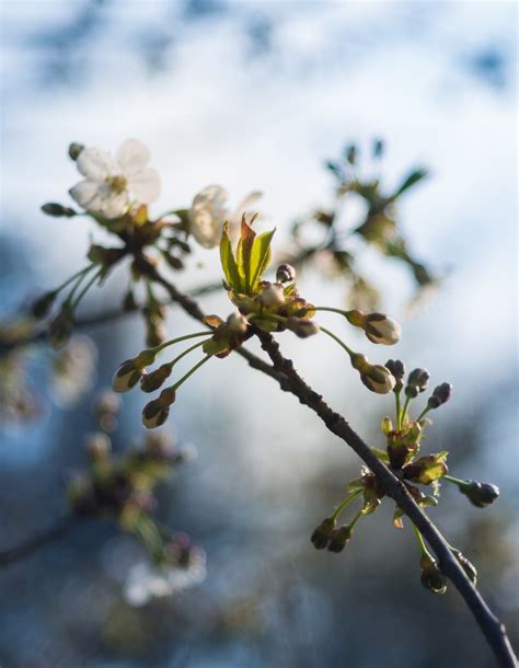 Spring Buds 1 Free Stock Photo Public Domain Pictures