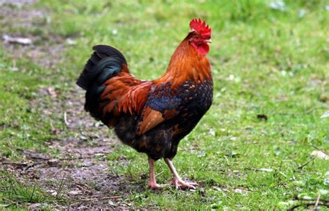 France National Animal The Gallic Rooster