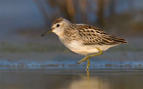 Welcome Shanghai Birding 上海观鸟