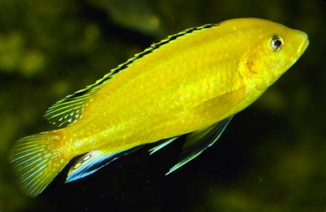Treknature Yellow Fish Photo