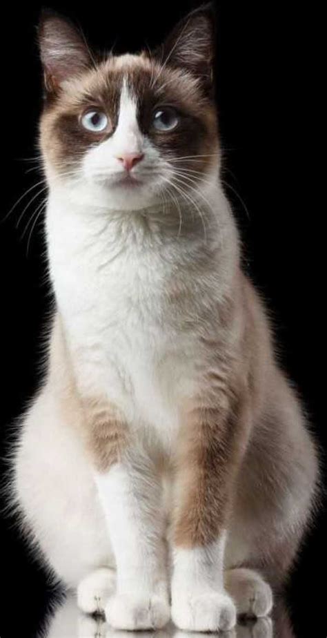 The Snowshoe Cat Cat Breeds Snowshoe Cat Beautiful Cats