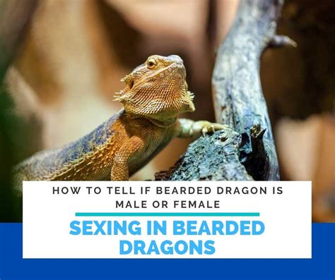 4 Simple Steps On How‌ ‌to‌ ‌tell‌ ‌if‌ ‌bearded‌ ‌dragon‌ ‌is‌ A ‌male