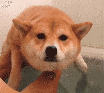 Gifs graciosos de perros bañándose y disfrutando del verano Todo mascotas