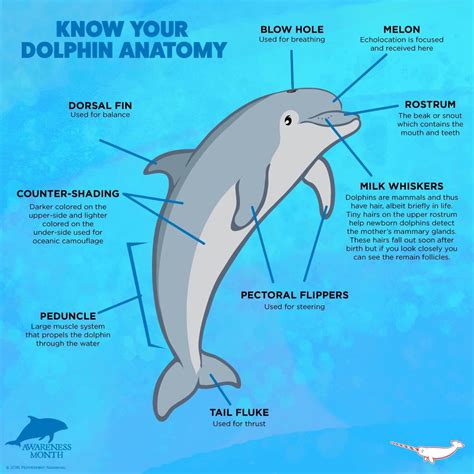 Anatomy Of A Dolphin Explore The Fascinating Body Parts
