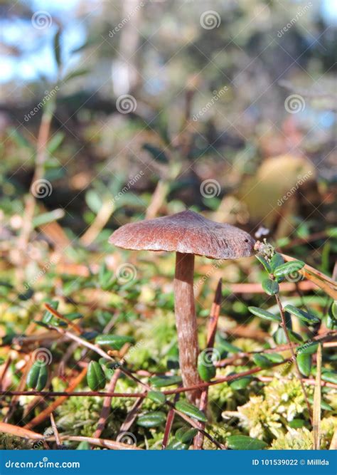 Little Brown Mushrooms Lithuania Stock Photo Image Of Mushrooms