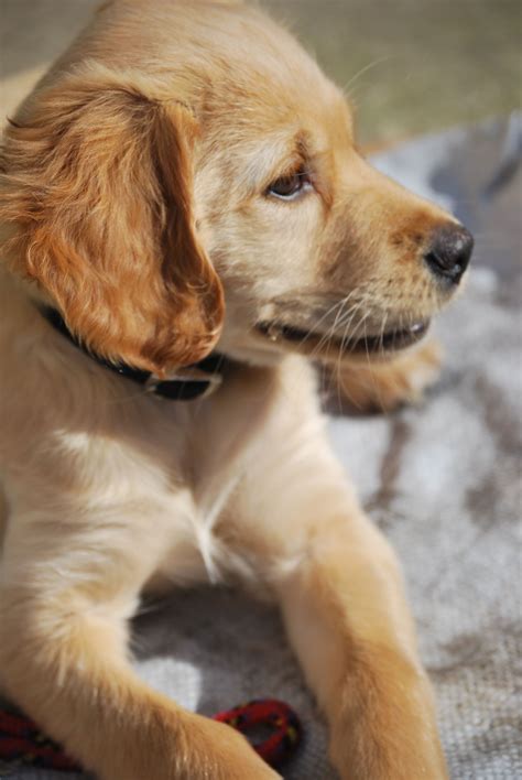 Potty training tips for your puppy. Best 25+ Puppy toilet training ideas on Pinterest ...