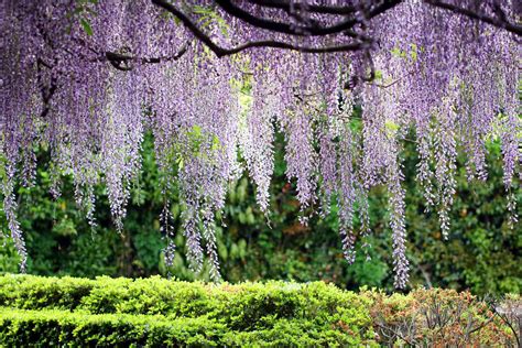 Chinese Wisteria Plant Care And Growing Guide Wisteria Plant