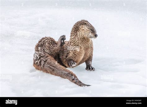 North American River Otter Lutra Canadensis Lying On The Ice