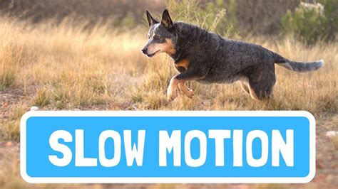 Mesmerizing Slow Motion Footage Of Dogs In Action Youtube