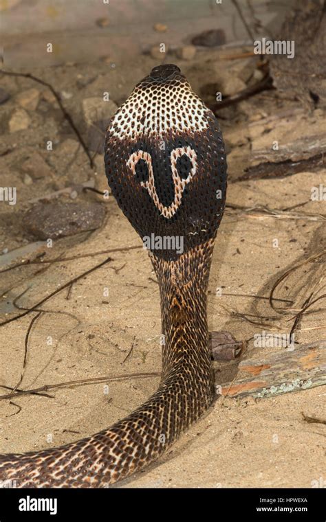 Indian Cobra Spectacled Cobra Naja Naja Stock Photo Alamy
