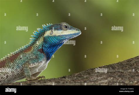 Blue Crested Lizard On Tree With Green Background Stock Photo Alamy
