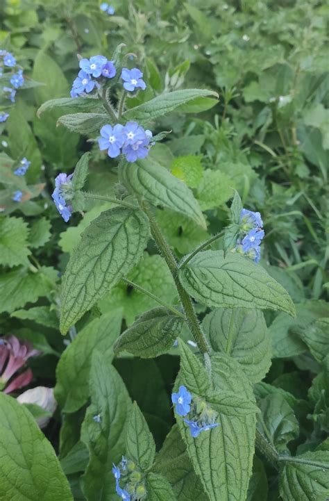 Identification Is This Blue Flowered Round Leafed Stinging Nettle Of