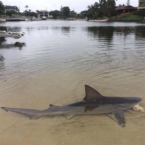 Bull Shark Reportedly Snapped Next To Burleigh Waters Backyard After