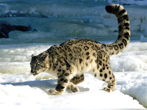 An Animal A Day The Snow Leopard