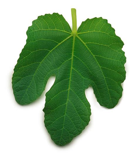Fig Leaf Pictures Images And Stock Photos Istock