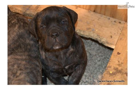 13 Brindle Bullmastiff Puppies For Sale Png See More Ideas About Pets
