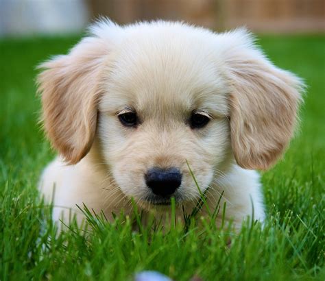 Soo Cute Dogs Golden Retriever Miniature Golden Retriever Golden