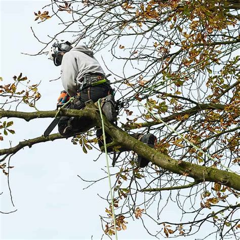 Tell us what you think of this service(link opens a new window) is there anything wrong with this page?(link opens a new window). Tree Surgery Services | JW Tree Surgery & Gardens