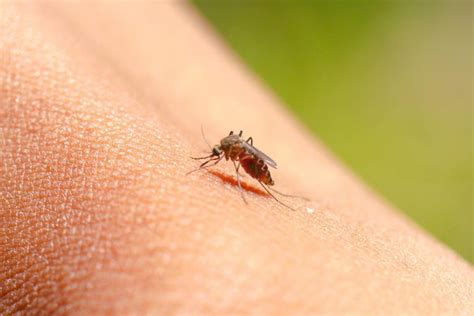 How To Treat The Most Common Bug Bites Pronto Pest