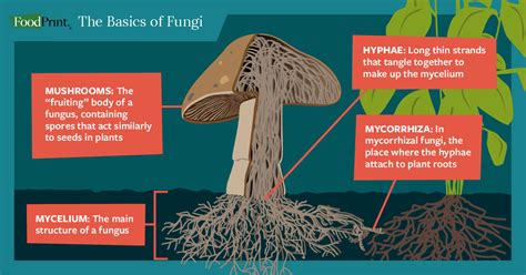 What Are Fungi And What Do They Have To Do Witheverything Foodprint