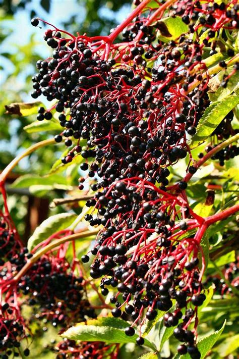 How To Grow Elderberry In Pots And Containers Gardeners Path