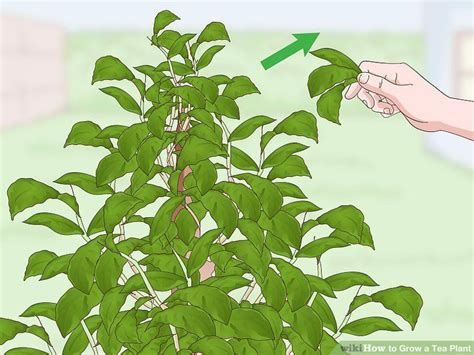 How To Grow A Tea Plant Plants Growing Tea Tea Plant