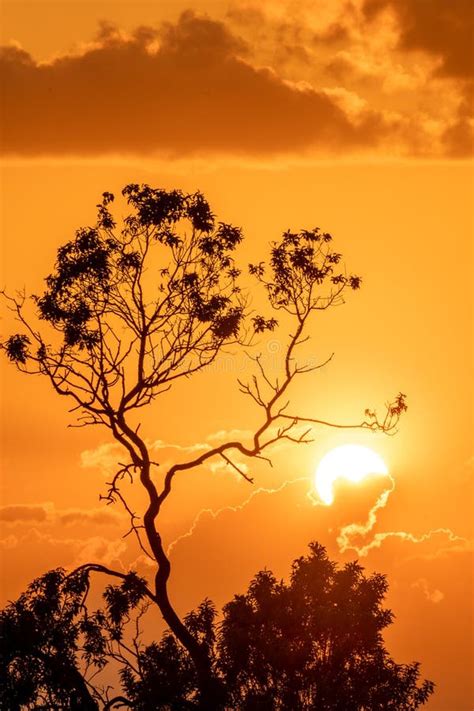 Cloudy Sunset At Golden Hour With Tree Silhouette In Foreground Stock
