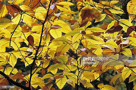 Fagus Grandifolia Photos And Premium High Res Pictures Getty Images