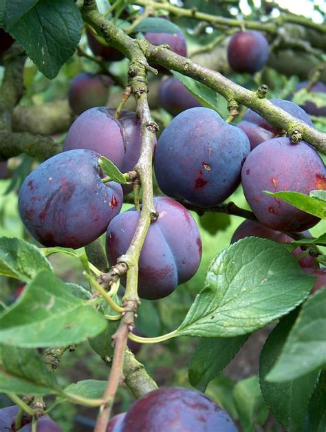 How To Grow Damson Plum Guide To Growing And Planting Damsons Everything About Garden