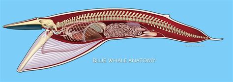 Blue Whale Anatomy Marine Mammal Anatomy Marine Mammals Mammals Whale