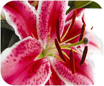 Maybe you would like to learn more about one of these? Lily and Cat, Lilies and Cats - Are Lilies Poisonous to Cats