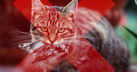 Cats Are Responsible For Killing Billions Of Animals In The Us Warn