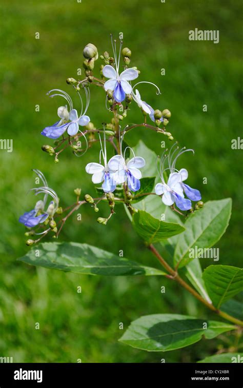 Clerodendrum Myricoides Ugandense Stock Photo Alamy