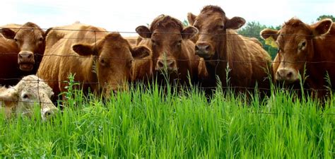 Tax Carbon, Not Meat Part 1: Differentiating Livestock Management ...