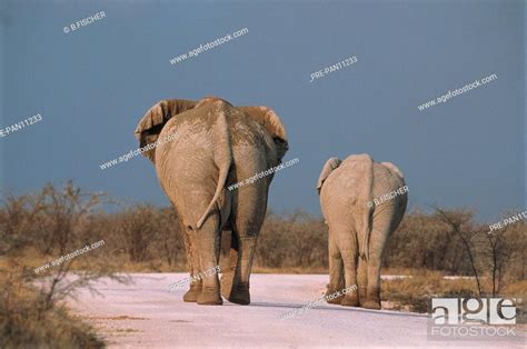 Afrikanischer Elefant Jungtier Stock Photo Picture And Rights Managed