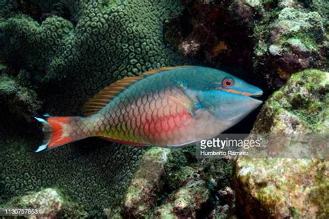 Parrotfish Photos And Premium High Res Pictures Getty Images